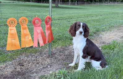 Darby with Master Ribbons